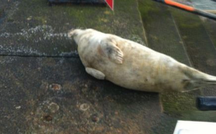 BDMLR - checking on seals reported by the public