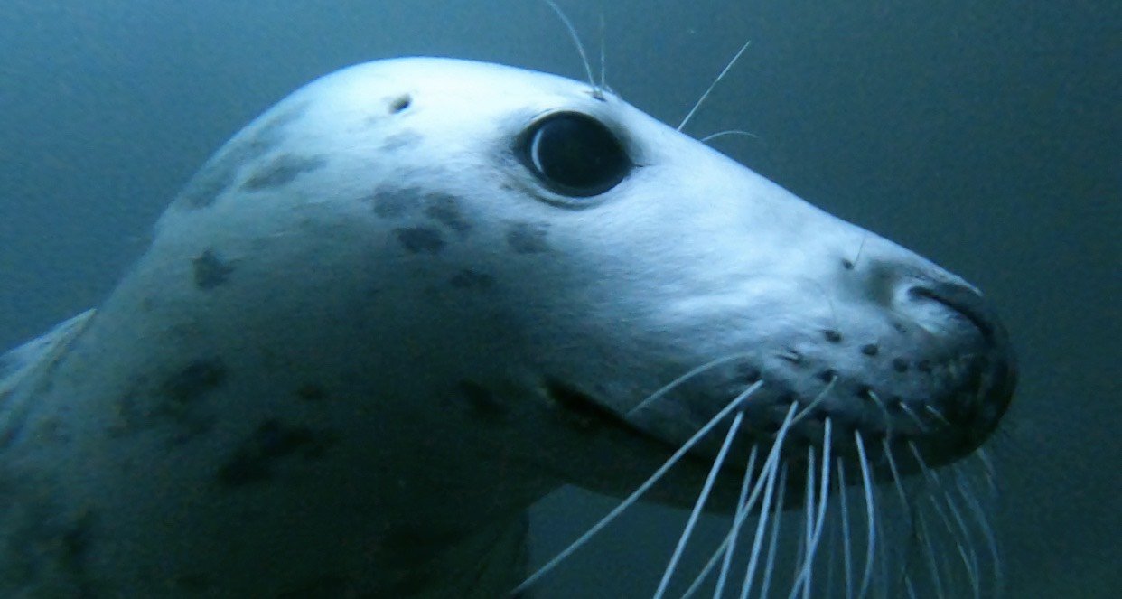 12 super cool marine animals we have in the North Sea | The Fifth Point  Diving Centre