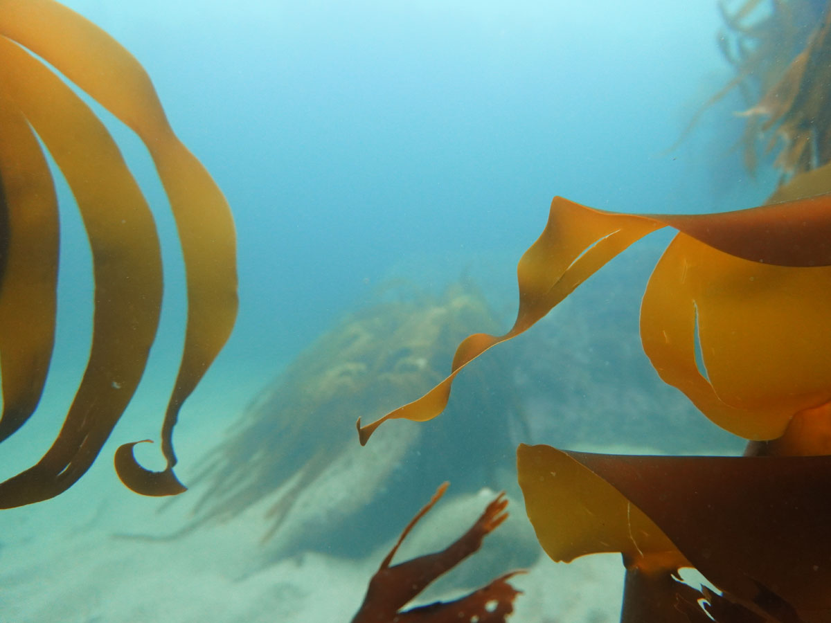 Kelp on the reefs of West Bay at St Mary's Island