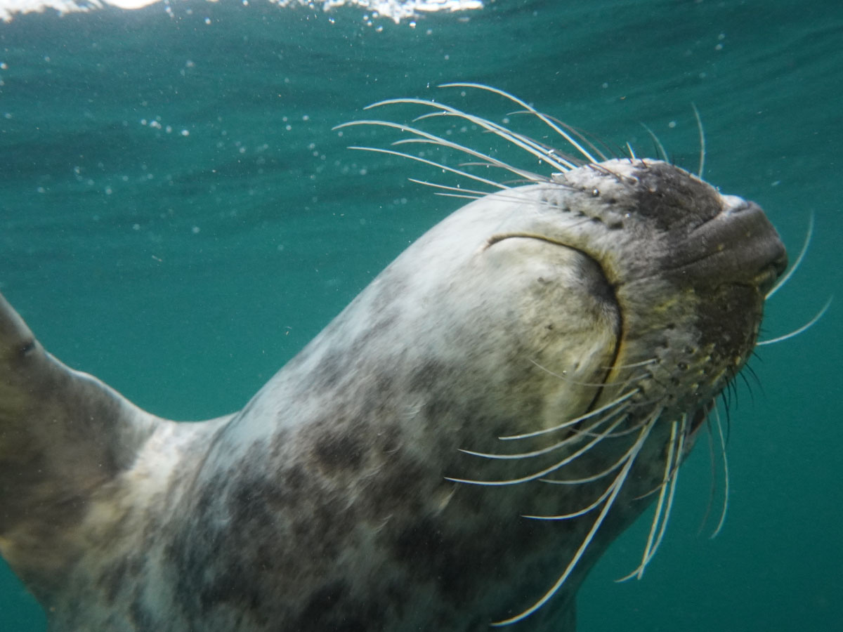 Winter diving in the UK - you don't get seals in freshwater!