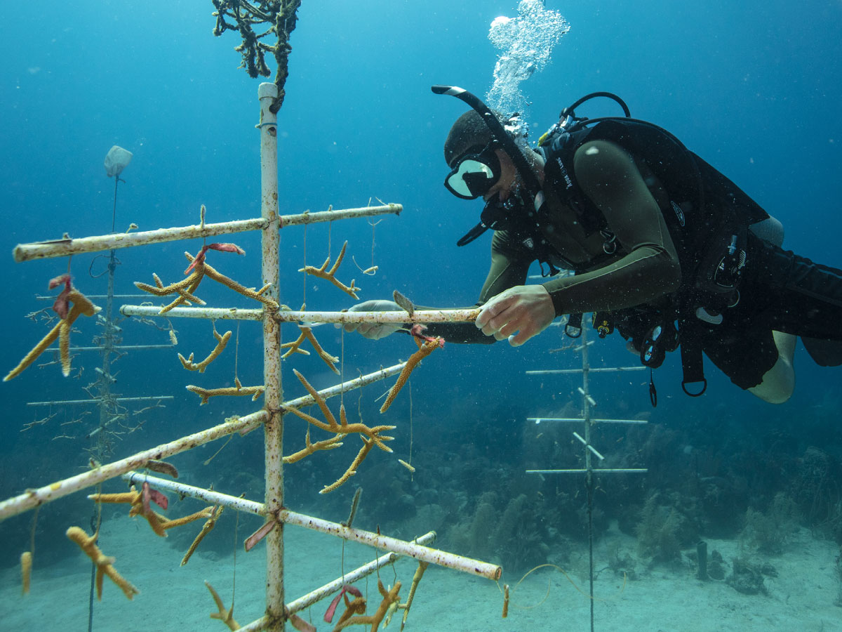 Diver working on a coral nursery frame, attaching coral fragments as part of an eco-diving initiative.