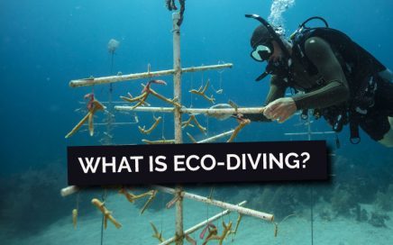 A coral nursery is a good example of eco-diving